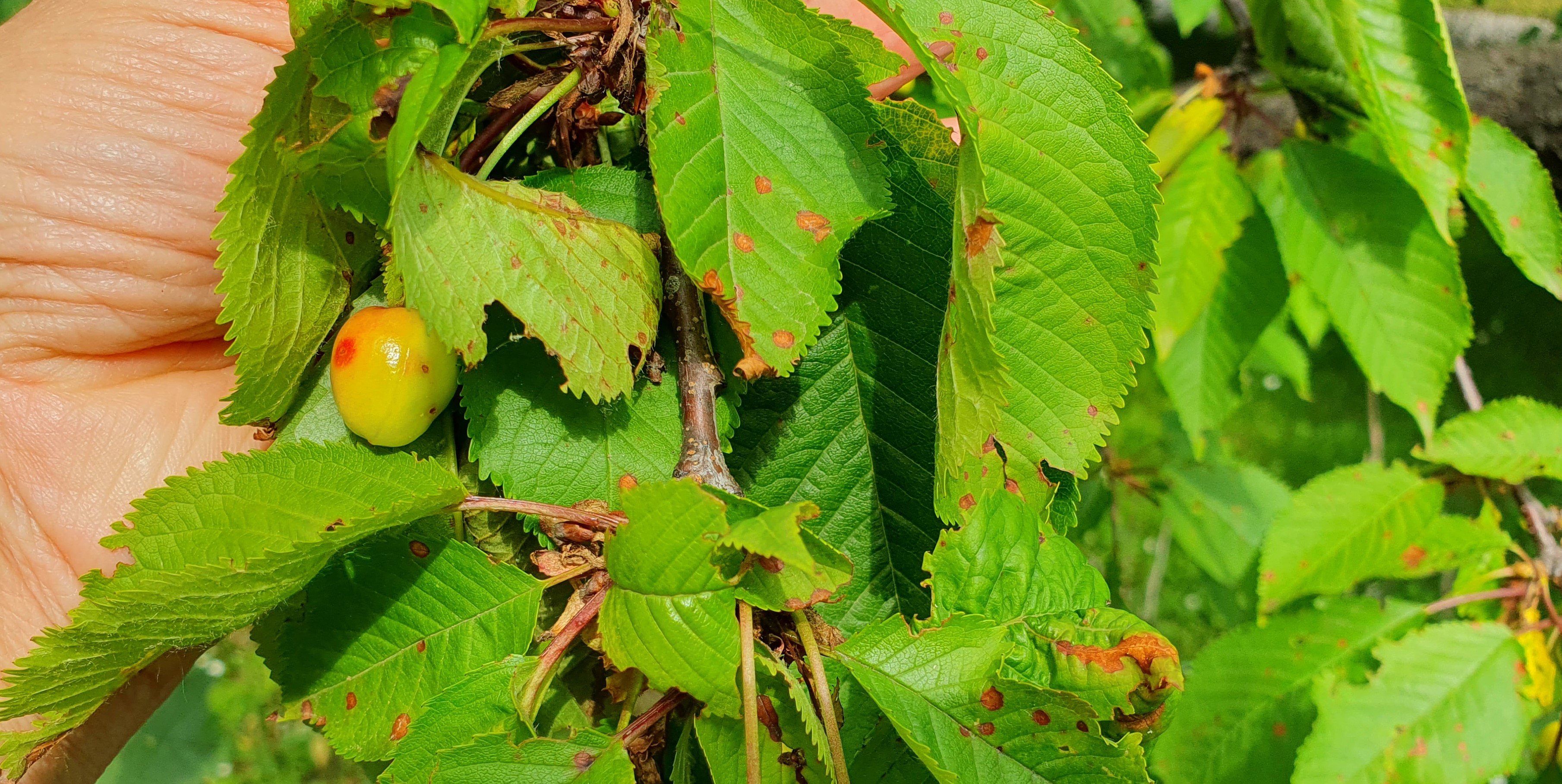 2023. évi 11. növényvédelmi felhívás – Zsigó György